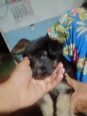 Lion Shepherd Puppies