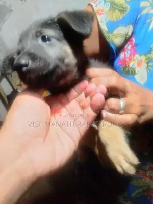 Lion Shepherd Puppies