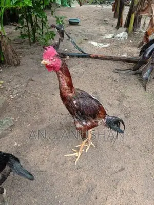 Aseel Rooster