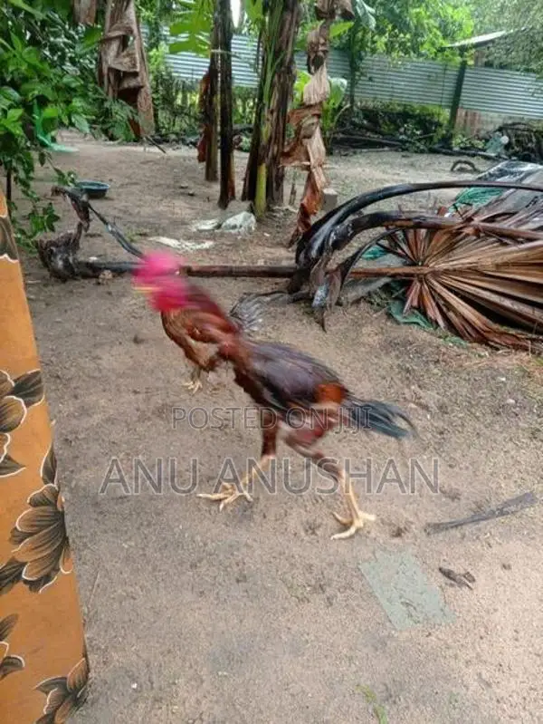 Aseel Rooster