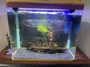Fish Tank