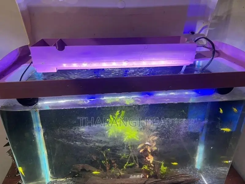 Fish Tank