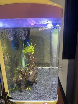 Fish Tank