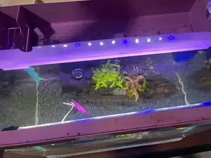 Fish Tank