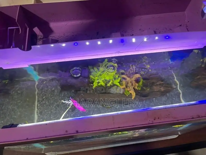 Fish Tank