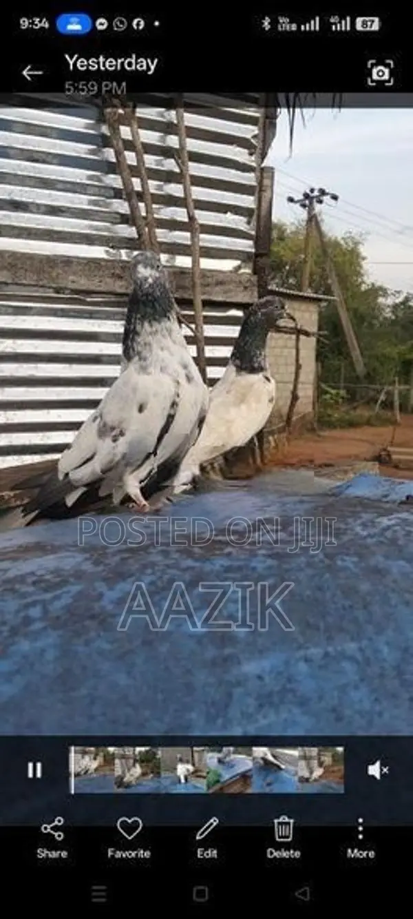 Pigeons