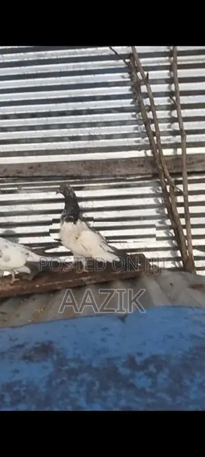 Pigeons