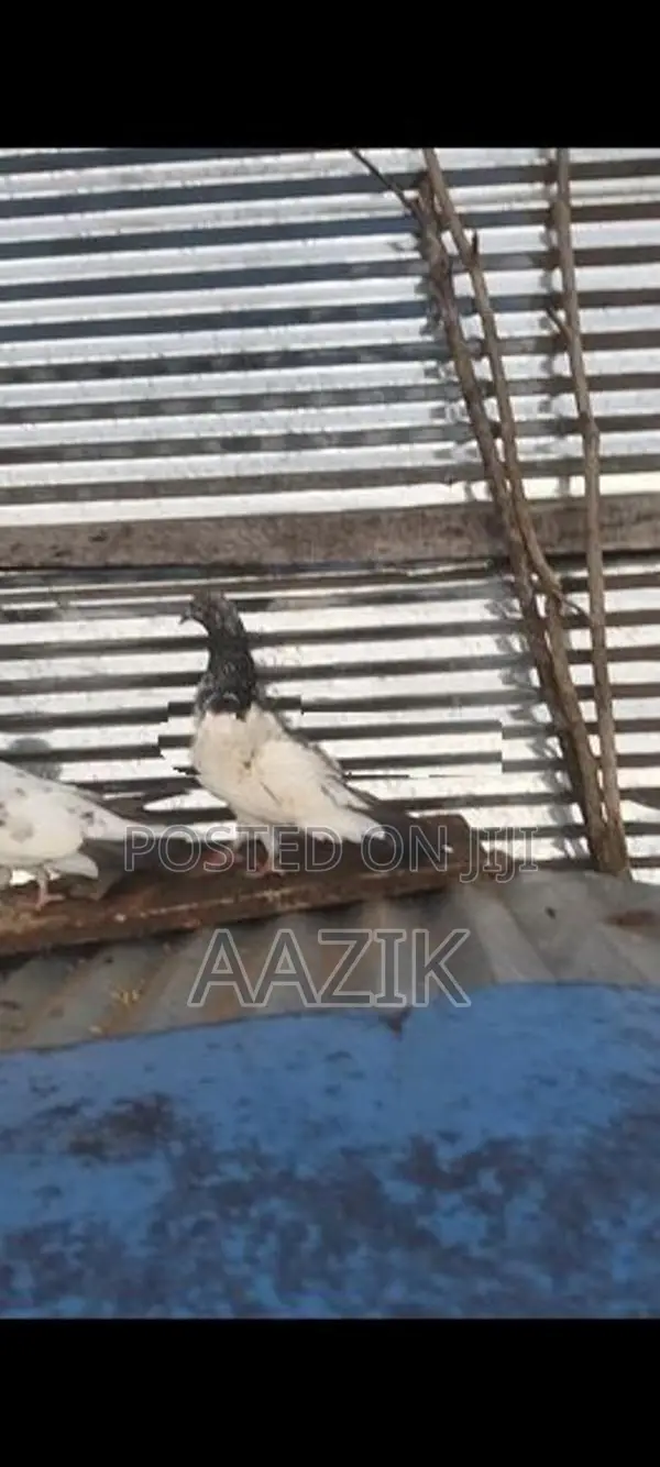 Pigeons