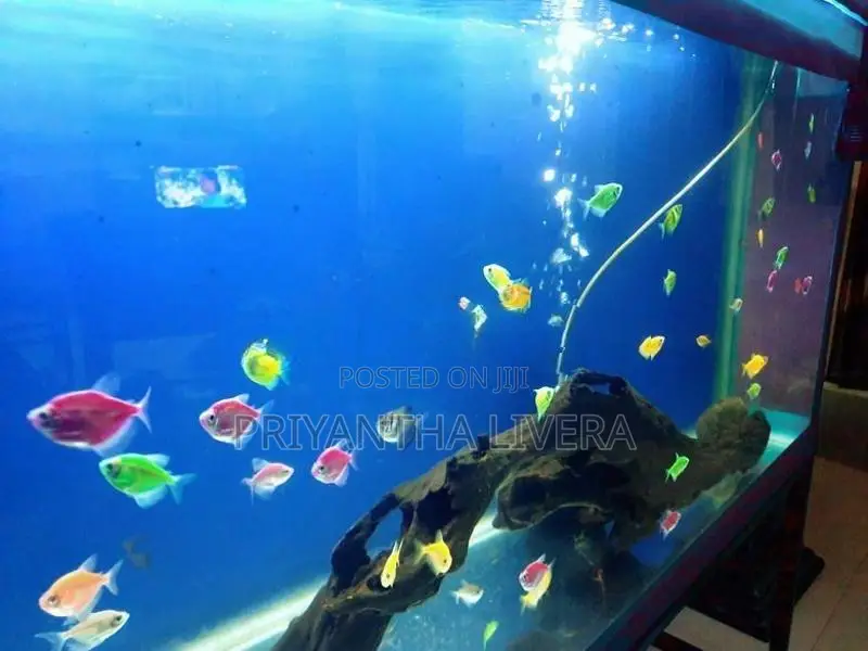 Fish Tank with Iron Stand