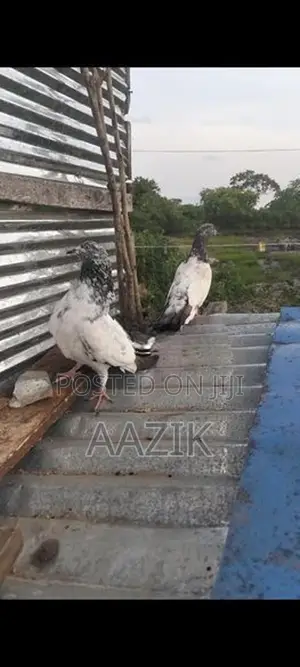 Pigeons