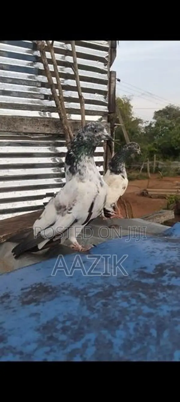 Pigeons