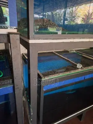 Fish Tanks with Stands