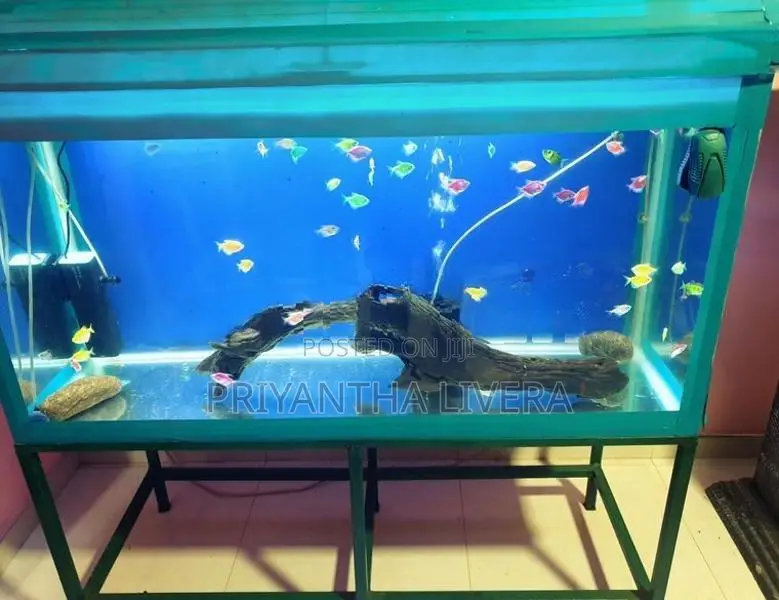 Fish Tank with Iron Stand