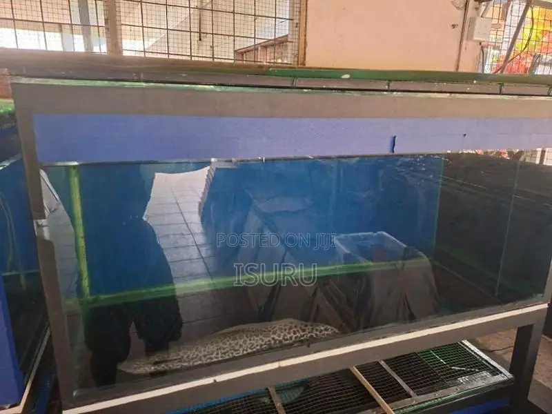 Fish Tanks with Stands