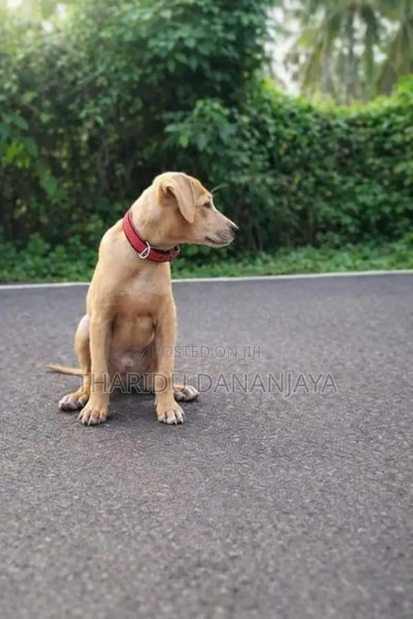 Ridgeback Dog