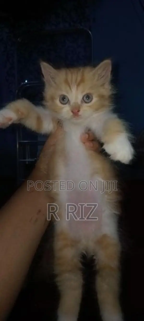Ginger Persian Cat