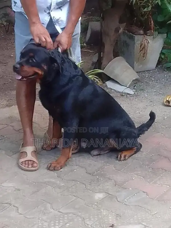 Rottweiler Dog