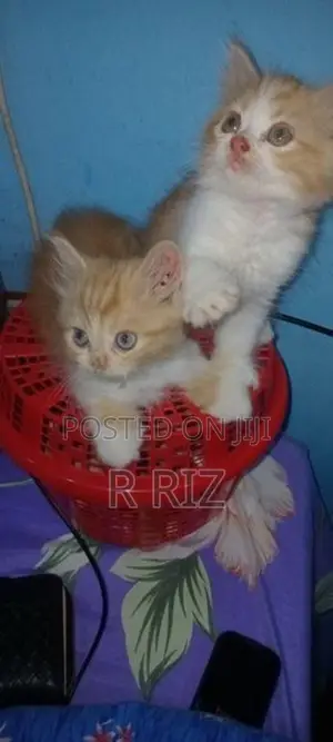 Ginger Persian Cat