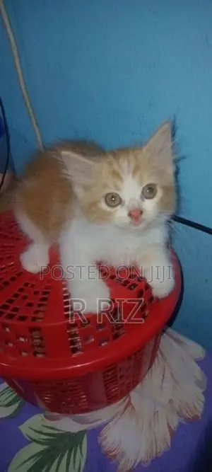 Ginger Persian Cat