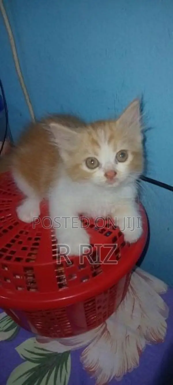 Ginger Persian Cat