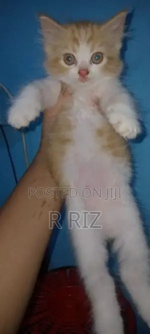 Ginger Persian Cat