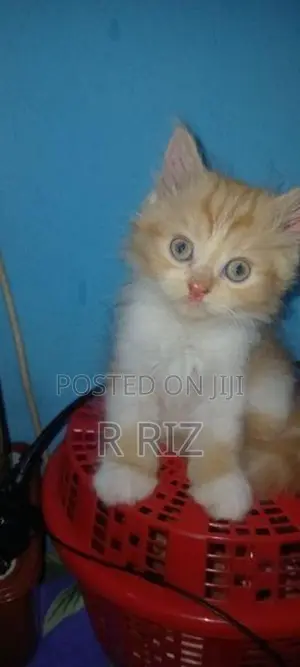 Ginger Persian Cat