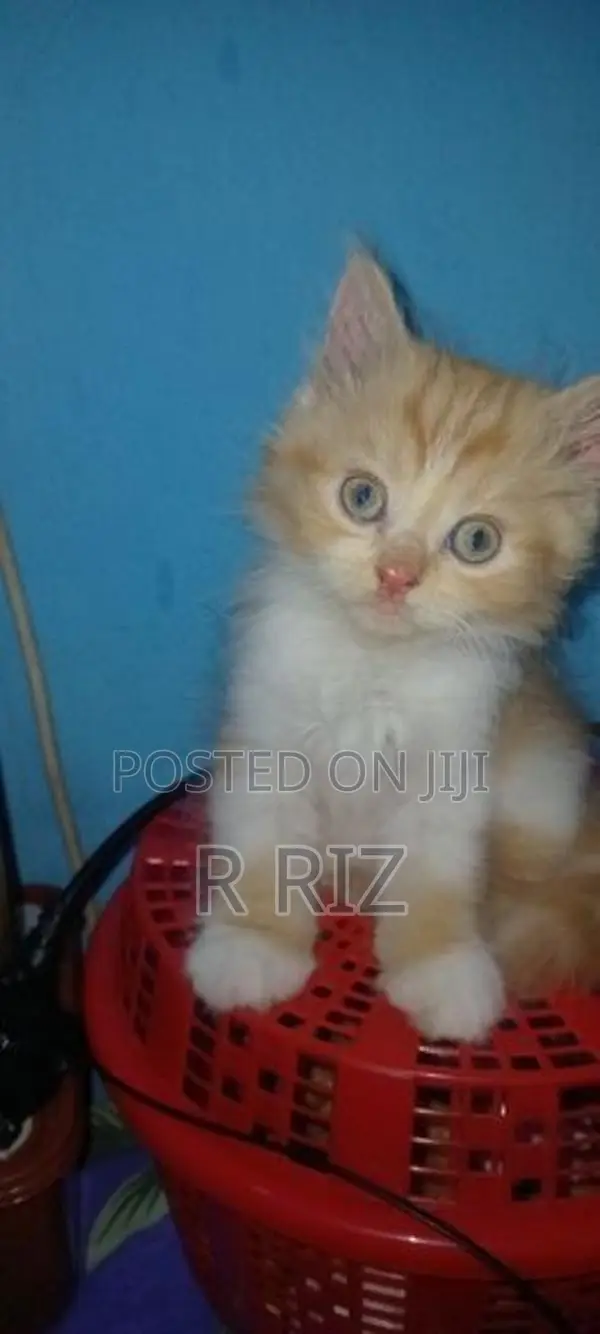 Ginger Persian Cat