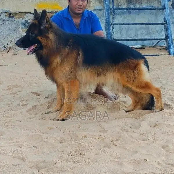 German Shepherd Long Coat Male