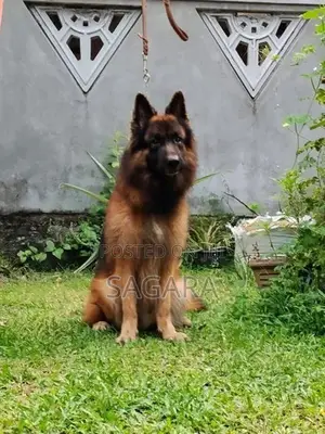 German Shepherd Long Coat Male