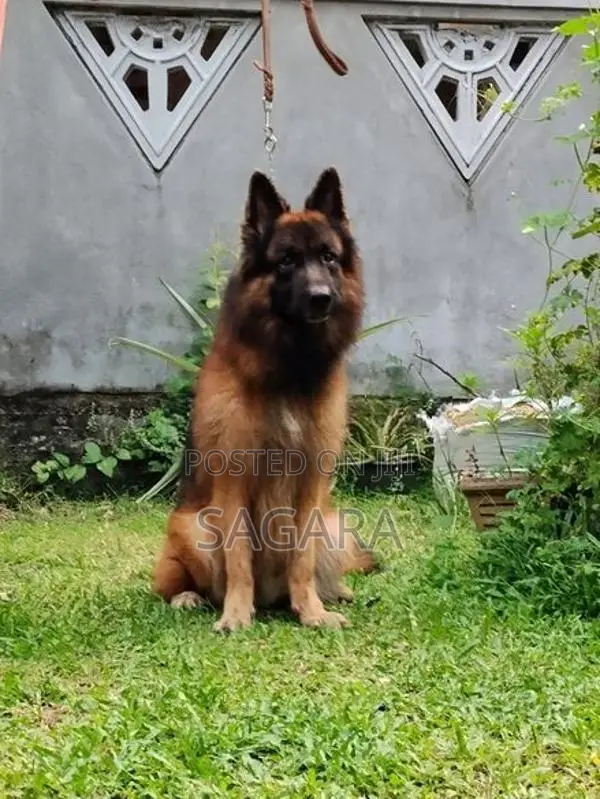 German Shepherd Long Coat Male
