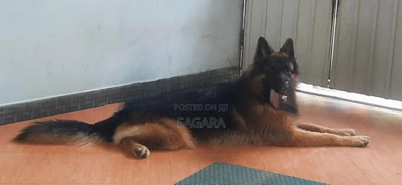 German Shepherd Long Coat Male