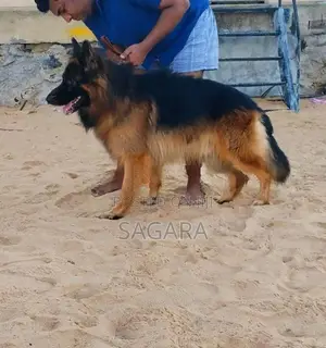 German Shepherd Long Coat Male