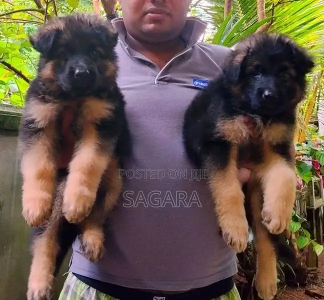 German Shepherd Long Coat Male