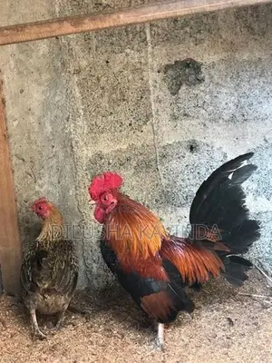 OEG Chicken