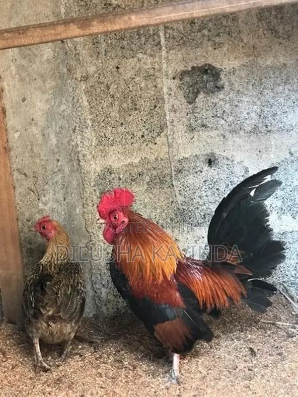 OEG Chicken