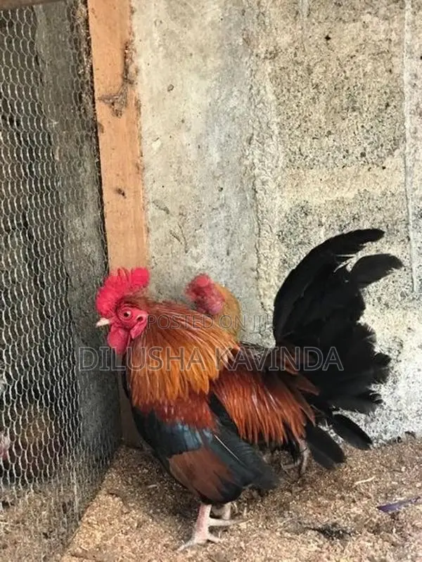 OEG Chicken