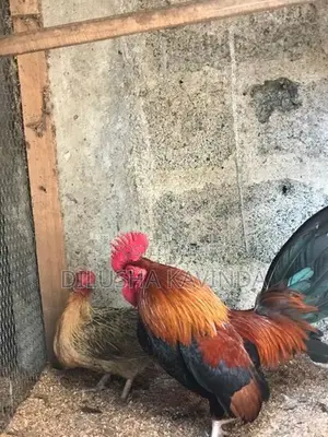 OEG Chicken