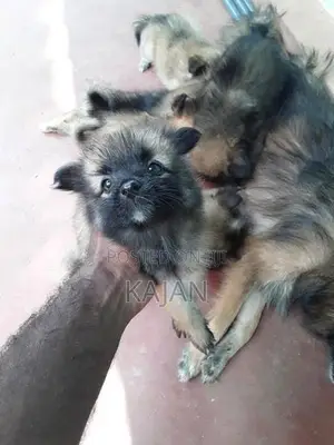 Lion Pomerian Dog
