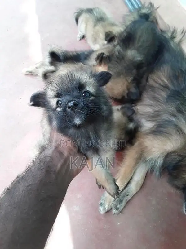 Lion Pomerian Dog