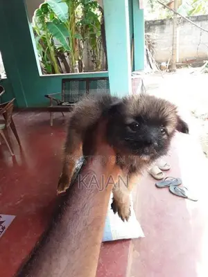 Lion Pomerian Dog