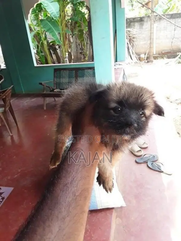 Lion Pomerian Dog