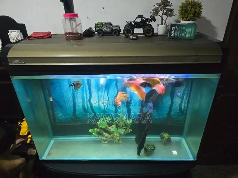 4 Feet Fish Tank Full Set