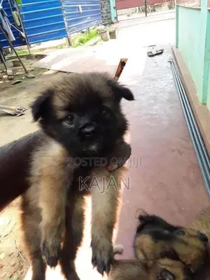 Lion Pomerian Dog