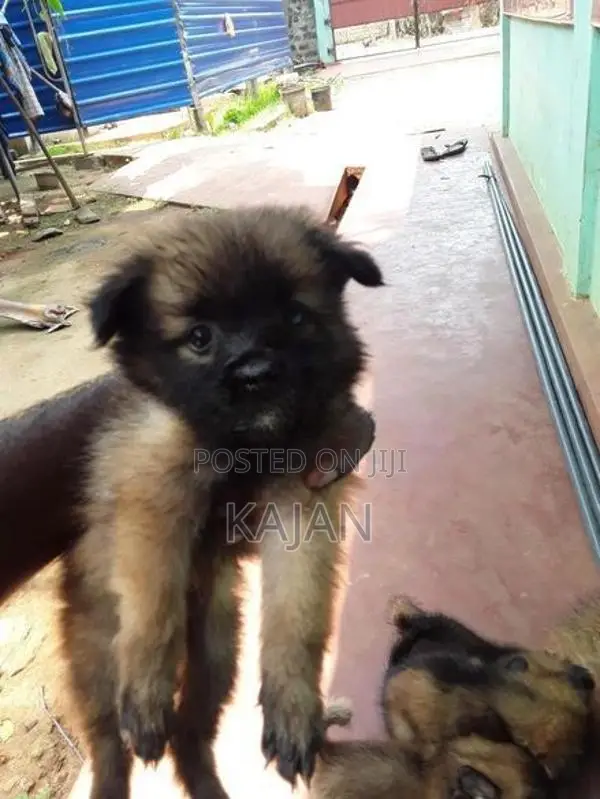 Lion Pomerian Dog
