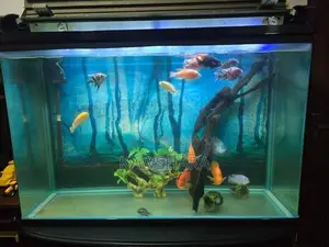 4 Feet Fish Tank Full Set
