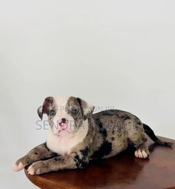 American Bully Puppies