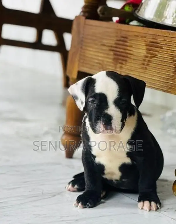 American Bully Puppies