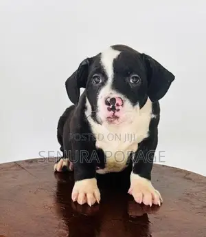 American Bully Puppies