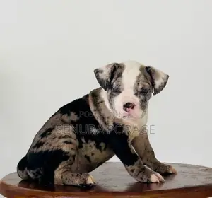 American Bully Puppies