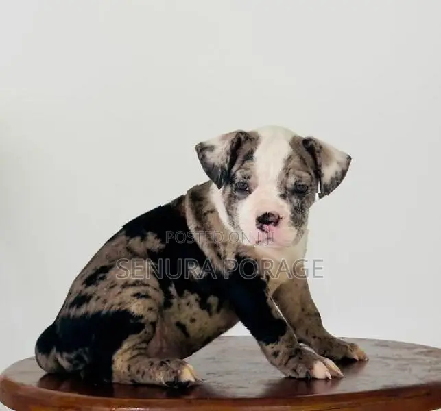 American Bully Puppies